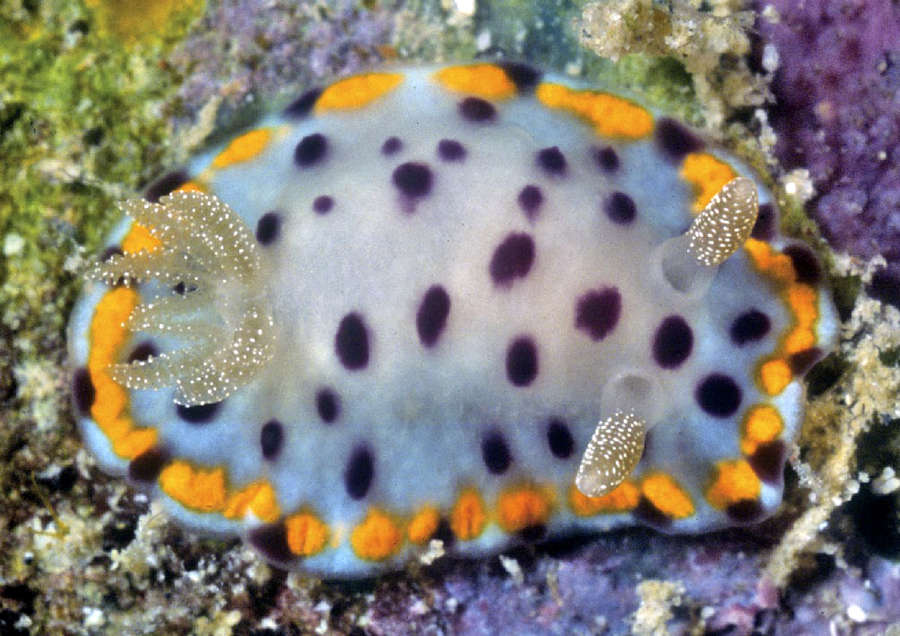 Chromodoris kitae